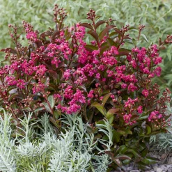 Lilas des Indes Berry Dazzle® - Explosion fuchsia tout l'été