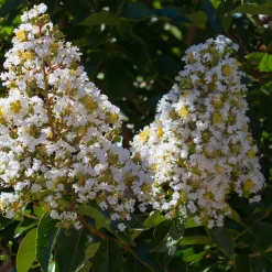 Lilas des Indes blanc - Fleurs blanches tout l'été