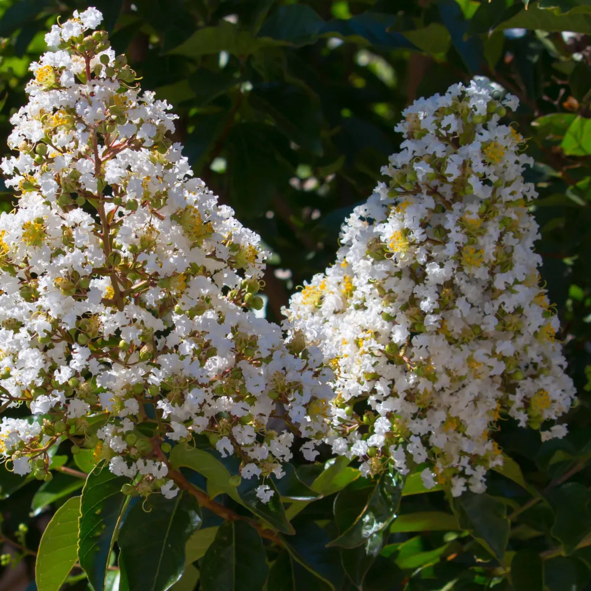 Lilas des Indes blanc - Fleurs blanches tout l'été