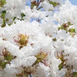 Lilas des Indes blanc - Fleurs blanches tout l'été