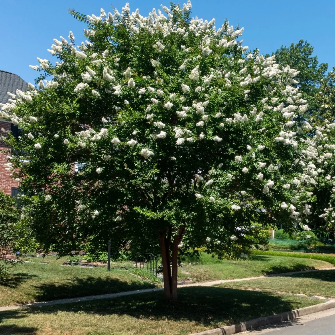 Lilas des Indes blanc - Fleurs blanches tout l'été