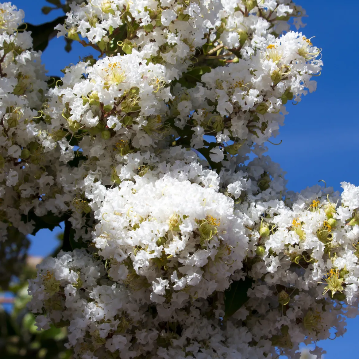 Lilas des Indes blanc - Fleurs blanches tout l'été