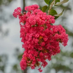 Lilas des Indes Dynamite - Un été rouge feu au jardin