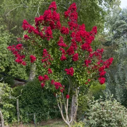 Lilas des Indes Dynamite - Un été rouge feu au jardin