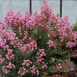 Lilas des indes Eveline - Trois mois de fleurs roses