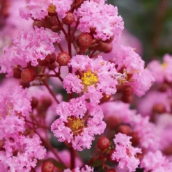 Lilas des indes Eveline - Trois mois de fleurs roses