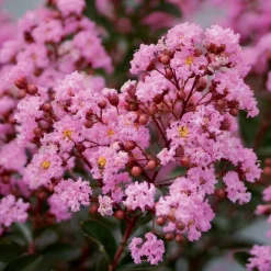 Lilas des indes Eveline - Trois mois de fleurs roses