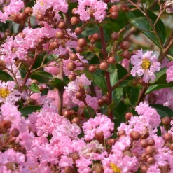 Lilas des indes Eveline - Trois mois de fleurs roses