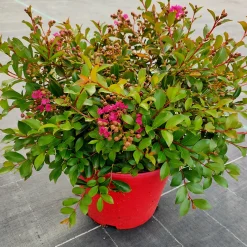 Lilas des Indes Lilas d'été Mimie® Fuchsia - Un été 100% fuchsia