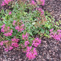 Lilas des Indes Lilas d'été Mimie® Fuchsia - Un été 100% fuchsia