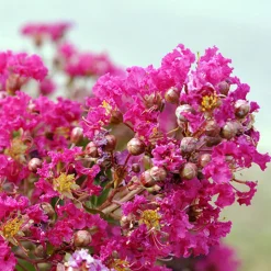 Lilas des Indes Lilas d'été Mimie® Fuchsia - Un été 100% fuchsia