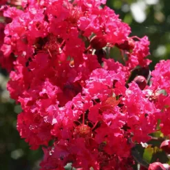 Lilas des Indes Lilas d'été Petite Red - Fleurs fuchsia tout l'été