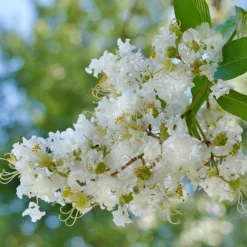 Lilas des indes Natchez - Écorce nue, floraison XXL