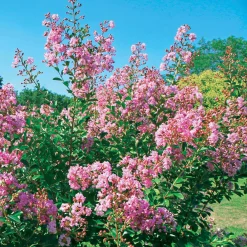 Lilas des Indes Petit Pink - Le lilas nain qui fleurit tout l'été