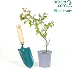 Lilas des Indes Petit Pink - Le lilas nain qui fleurit tout l'été