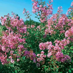 Lilas des Indes Petit Pink - Le lilas nain qui fleurit tout l'été
