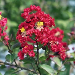 Lilas des Indes Red Rocket - Un été rouge éclatant
