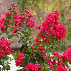 Lilas des Indes Red Rocket - Un été rouge éclatant