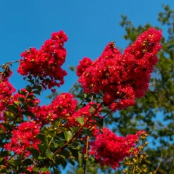 Lilas des Indes Red Rocket - Un été rouge éclatant