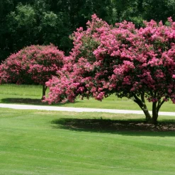 Lilas des Indes rose - Floraison estivale garantie