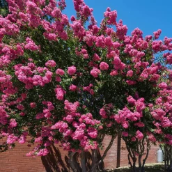 Lilas des Indes rose - Floraison estivale garantie