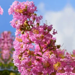 Lilas des Indes rose - Floraison estivale garantie