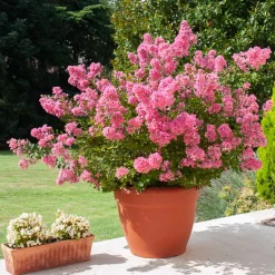 Lilas des Indes rose - Floraison estivale garantie