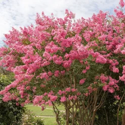 Lilas des Indes rose - Floraison estivale garantie