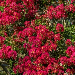 Lilas des Indes rouge - Rouge flamboyant tout l'été