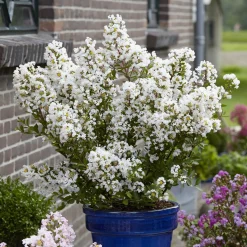 Lilas des Indes With Love® Virgin - Un été 100% fleurs blanches