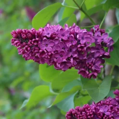 Lilas double rouge - Un parfum qui envahit tout