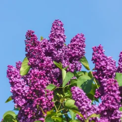Lilas double rouge - Un parfum qui envahit tout