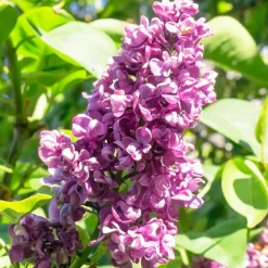 Lilas double rouge - Un parfum qui envahit tout