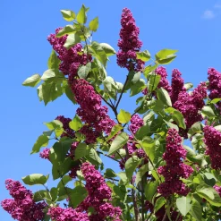 Lilas double rouge - Un parfum qui envahit tout