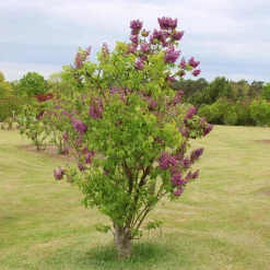 Lilas double rouge - Un parfum qui envahit tout