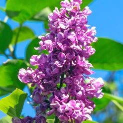 Lilas double rouge - Un parfum qui envahit tout