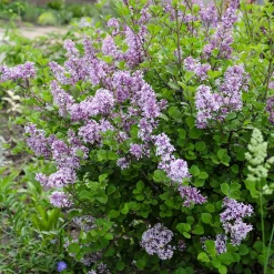 Lilas nain 'Dark Purple' - Le lilas qui refleurit tout l'été