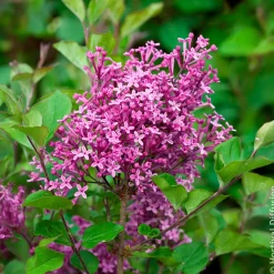 Lilas nain 'Dark Purple' - Le lilas qui refleurit tout l'été