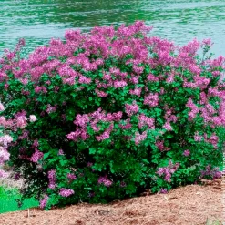 Lilas nain 'Dark Purple' - Le lilas qui refleurit tout l'été