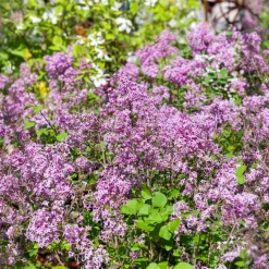 Lilas nain 'Dark Purple' - Le lilas qui refleurit tout l'été