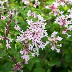 Lilas nain de Corée 'Pink Parfume' - Deux floraisons parfumées