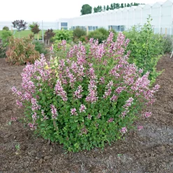 Lilas nain de Corée 'Pink Parfume' - Deux floraisons parfumées