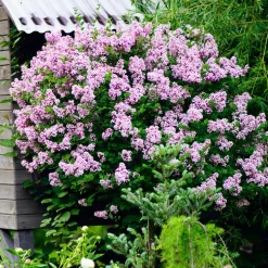 Lilas nain 'Palibin' sur tige - Un lilas parfumé sans effort
