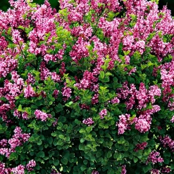 Lilas nain 'Palibin' sur tige - Un lilas parfumé sans effort