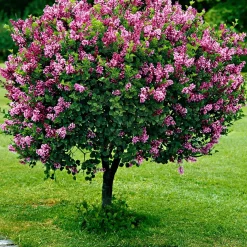 Lilas nain 'Palibin' sur tige - Un lilas parfumé sans effort