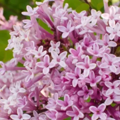 Lilas nain 'Palibin' sur tige - Un lilas parfumé sans effort