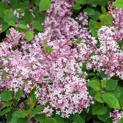 Lilas Prince Charmant - Le lilas qui refleurit