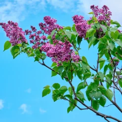 Lilas Sensation - Un lilas bicolore unique