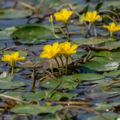 Limnanthème faux-nénuphar - Un bassin fleuri sans effort