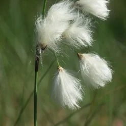 Linaigrette à feuilles étroites - Des pompons blancs au bord de l'eau